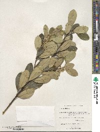 Ilex cassine image