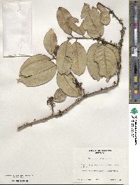 Ilex dioica image