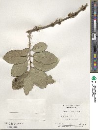 Ilex dioica image