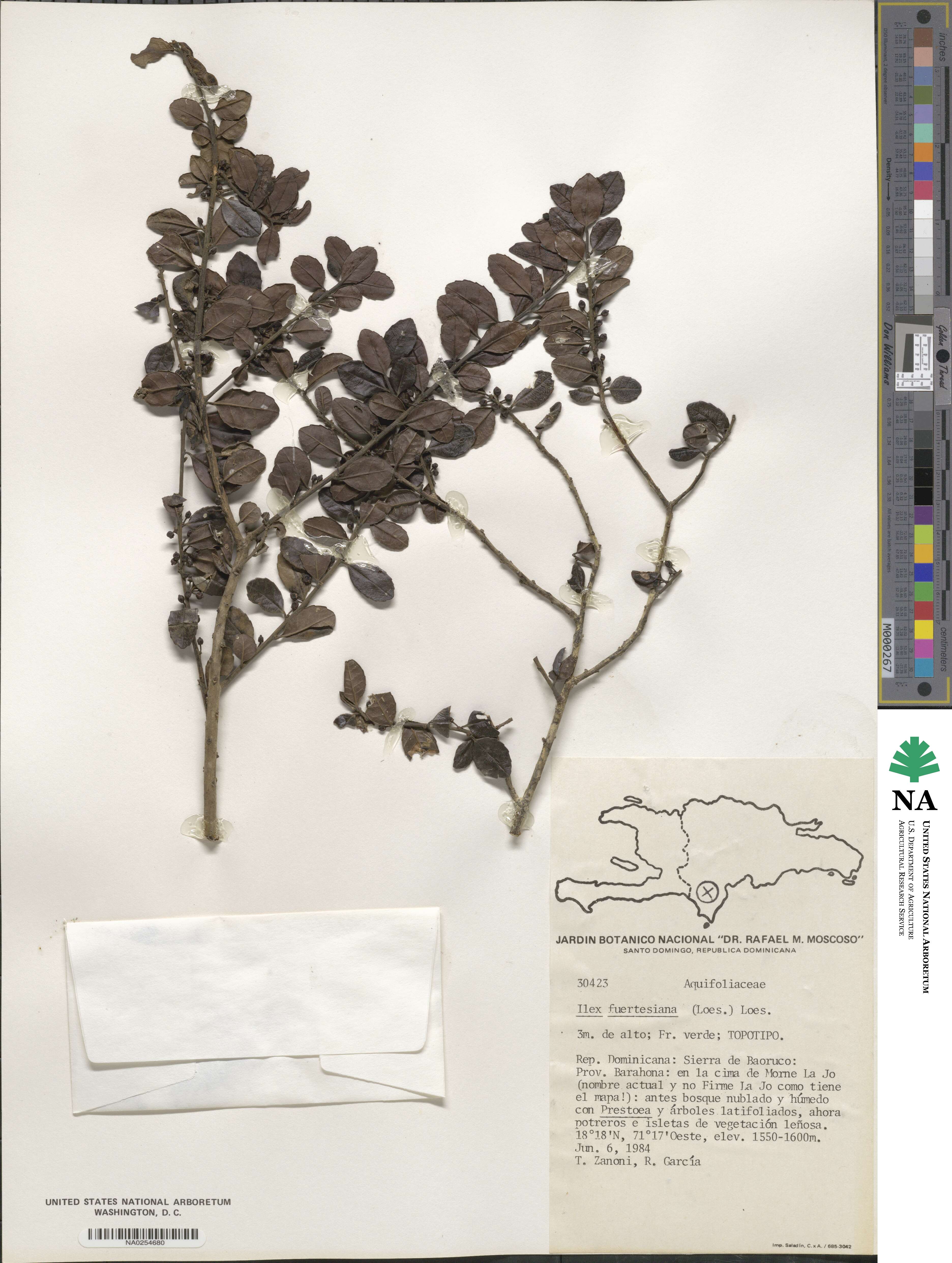 Ilex fuertensiana image