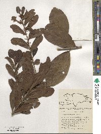 Ilex guianensis image