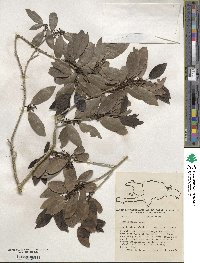 Ilex laevigata image