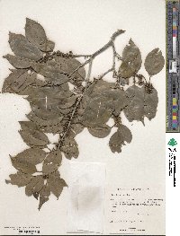 Ilex laevigata image