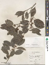 Ilex laevigata image