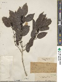 Ilex laevigata image