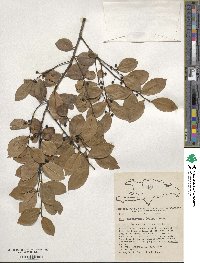 Ilex macfadyenii image