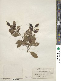 Ilex macfadyenii image