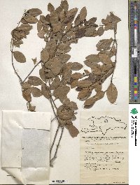 Ilex macfadyenii image