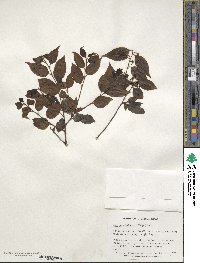 Ilex macfadyenii image