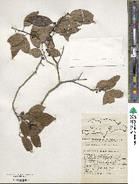 Ilex macfadyenii image