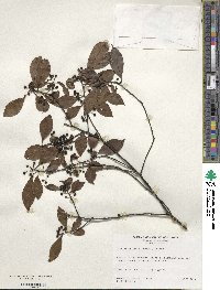 Ilex macfadyenii image