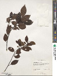 Ilex macfadyenii image