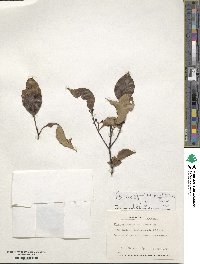 Ilex macfadyenii image