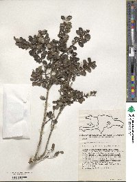 Ilex microwrightioides image