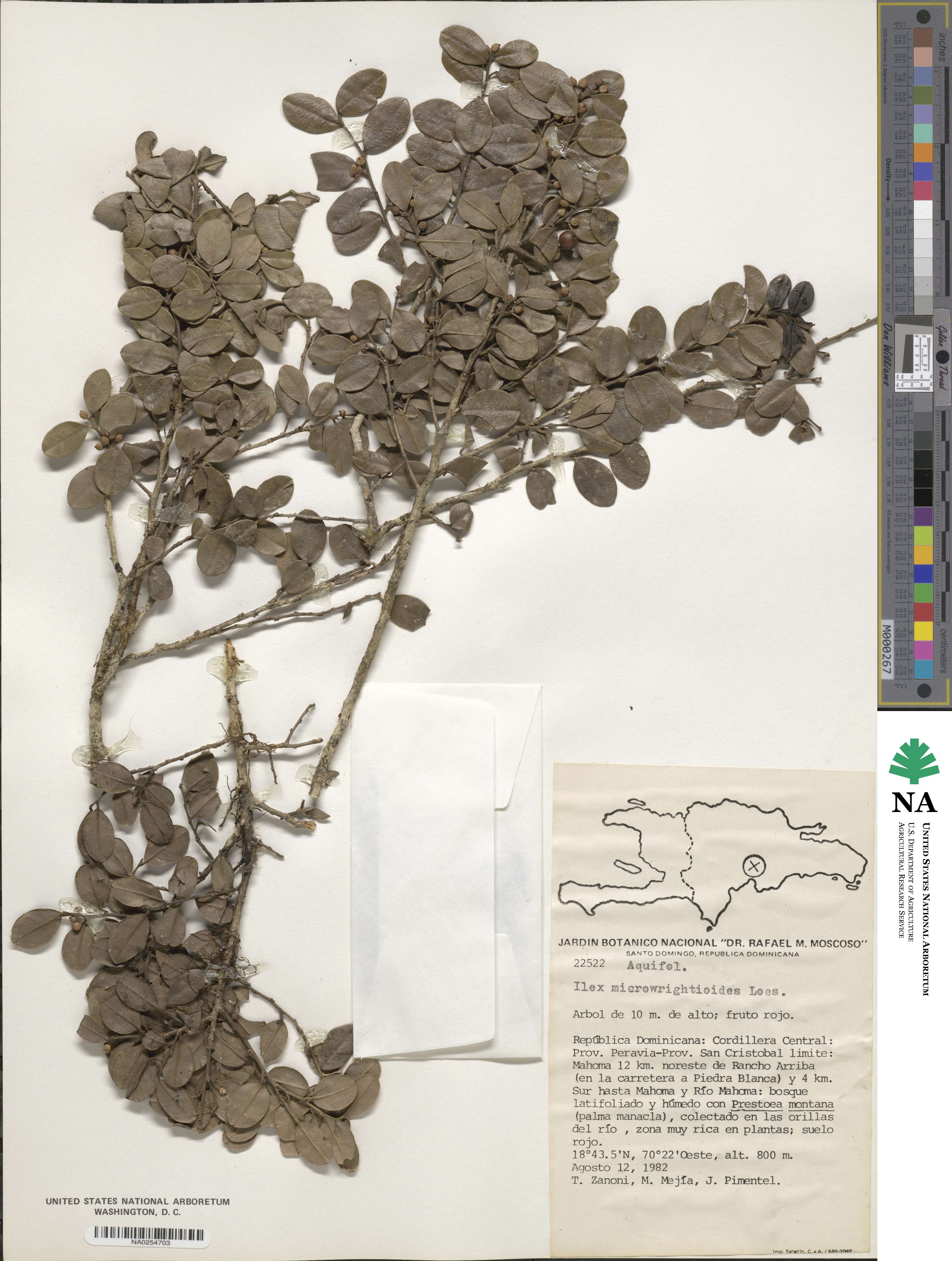 Ilex microwrightioides image