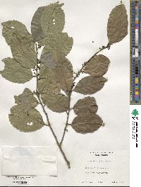 Ilex nitida image