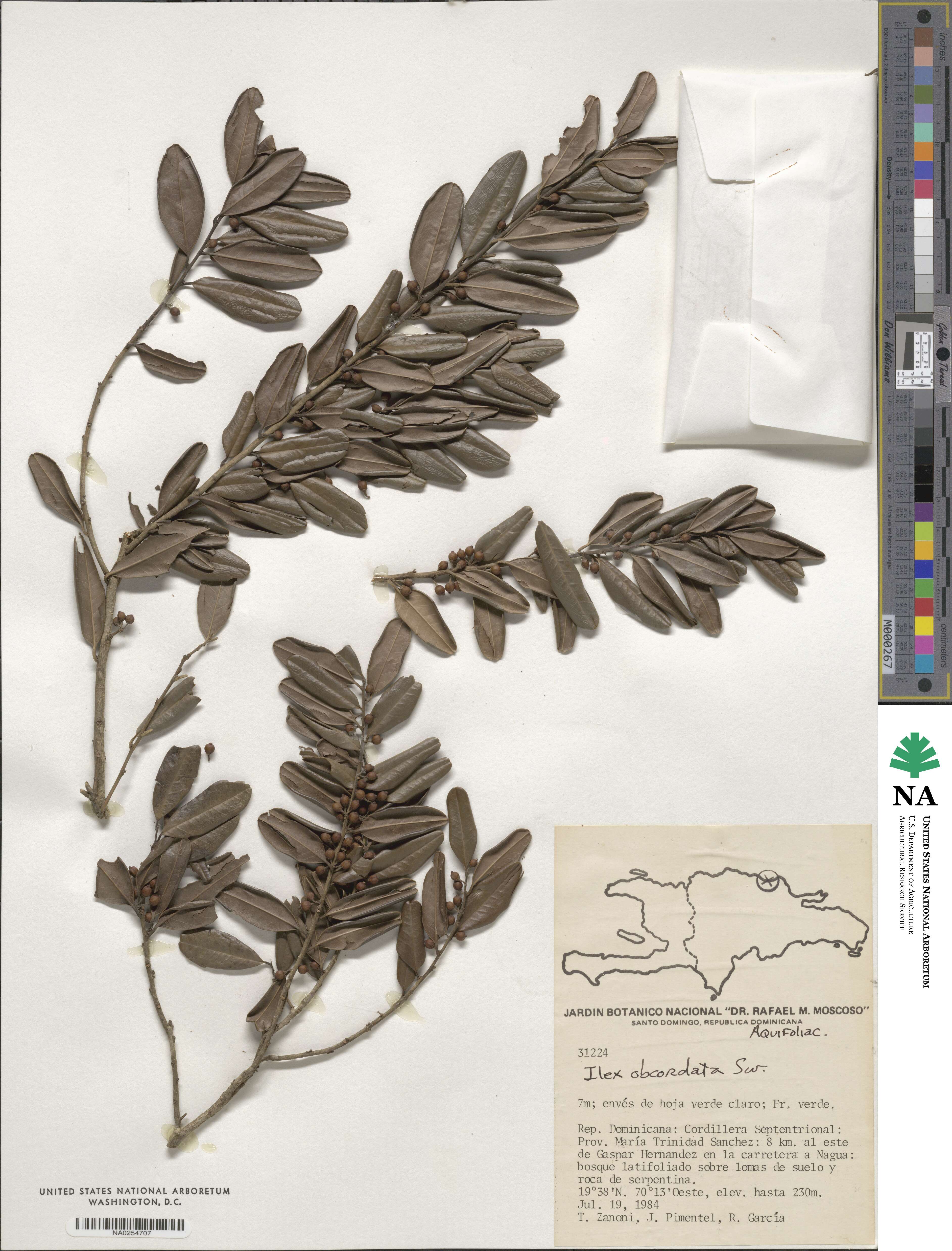 Ilex obcordata image