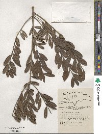 Ilex obcordata image