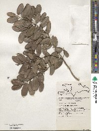 Ilex obcordata image