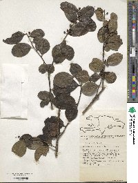 Ilex nitida image