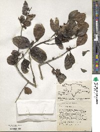 Ilex nitida image