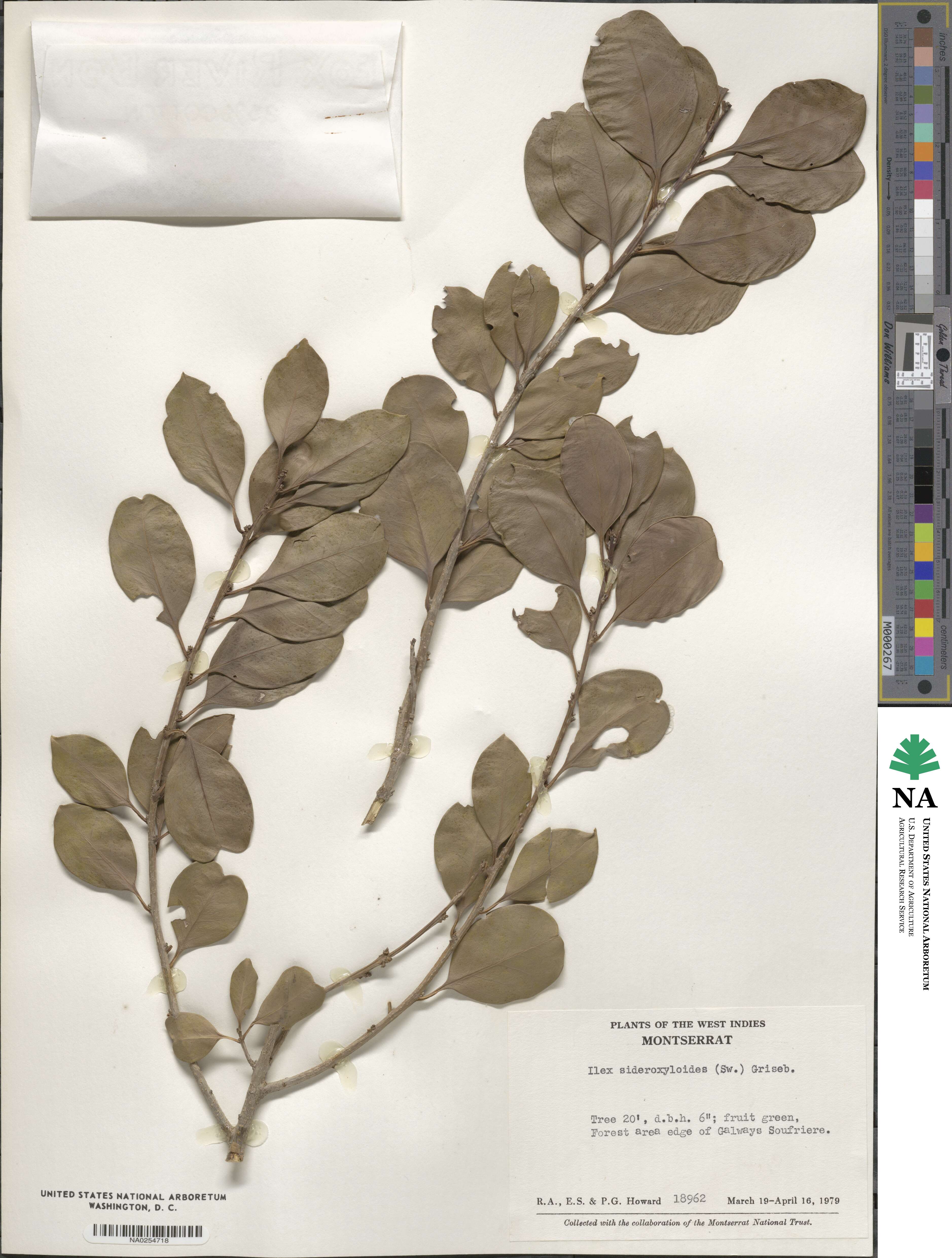 Ilex sideroxyloides image