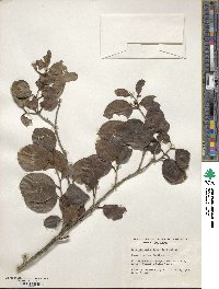 Ilex sideroxyloides image