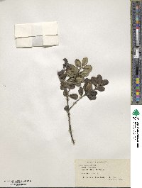 Ilex obcordata image