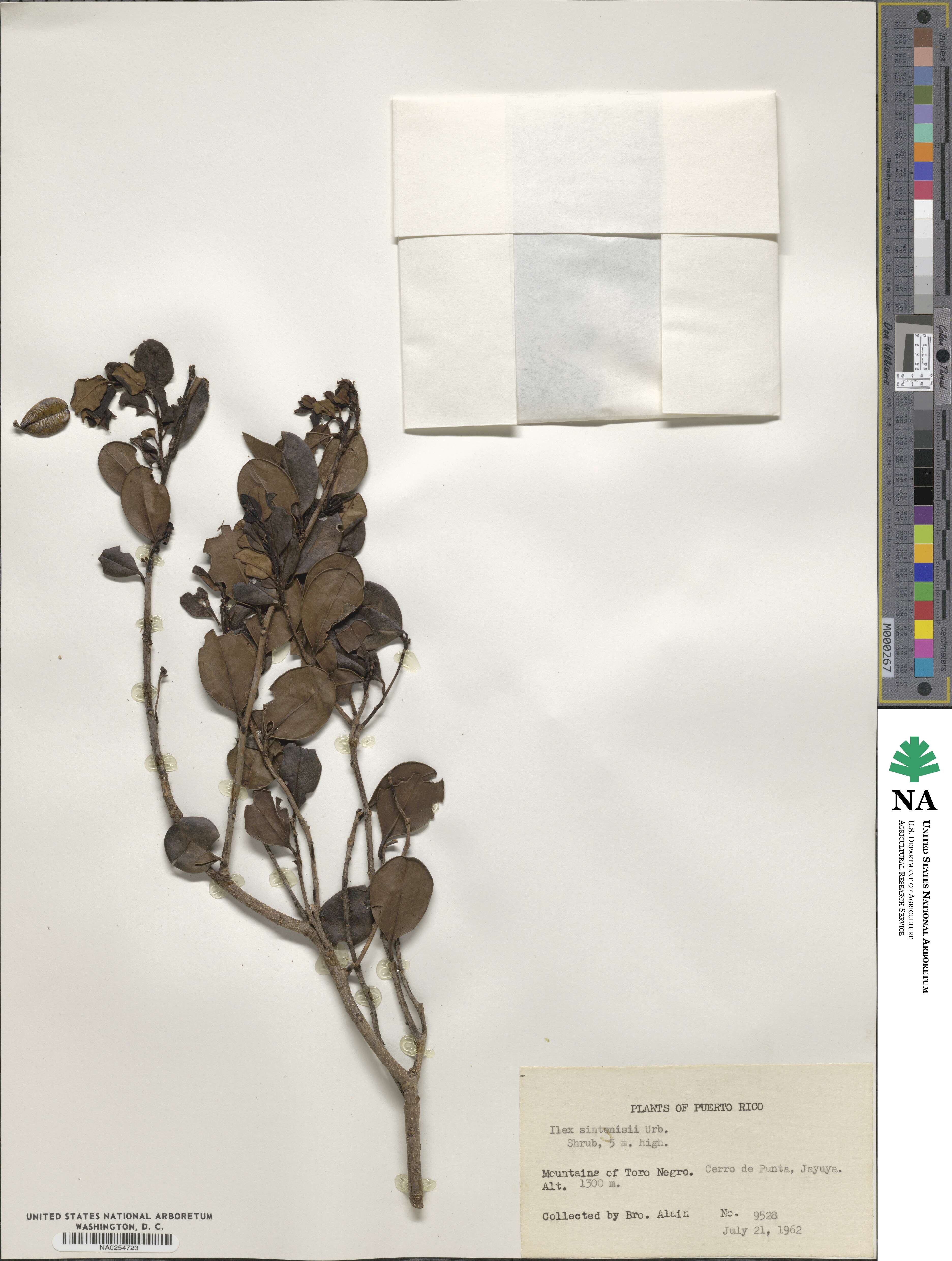 Ilex obcordata image