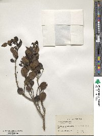 Ilex obcordata image