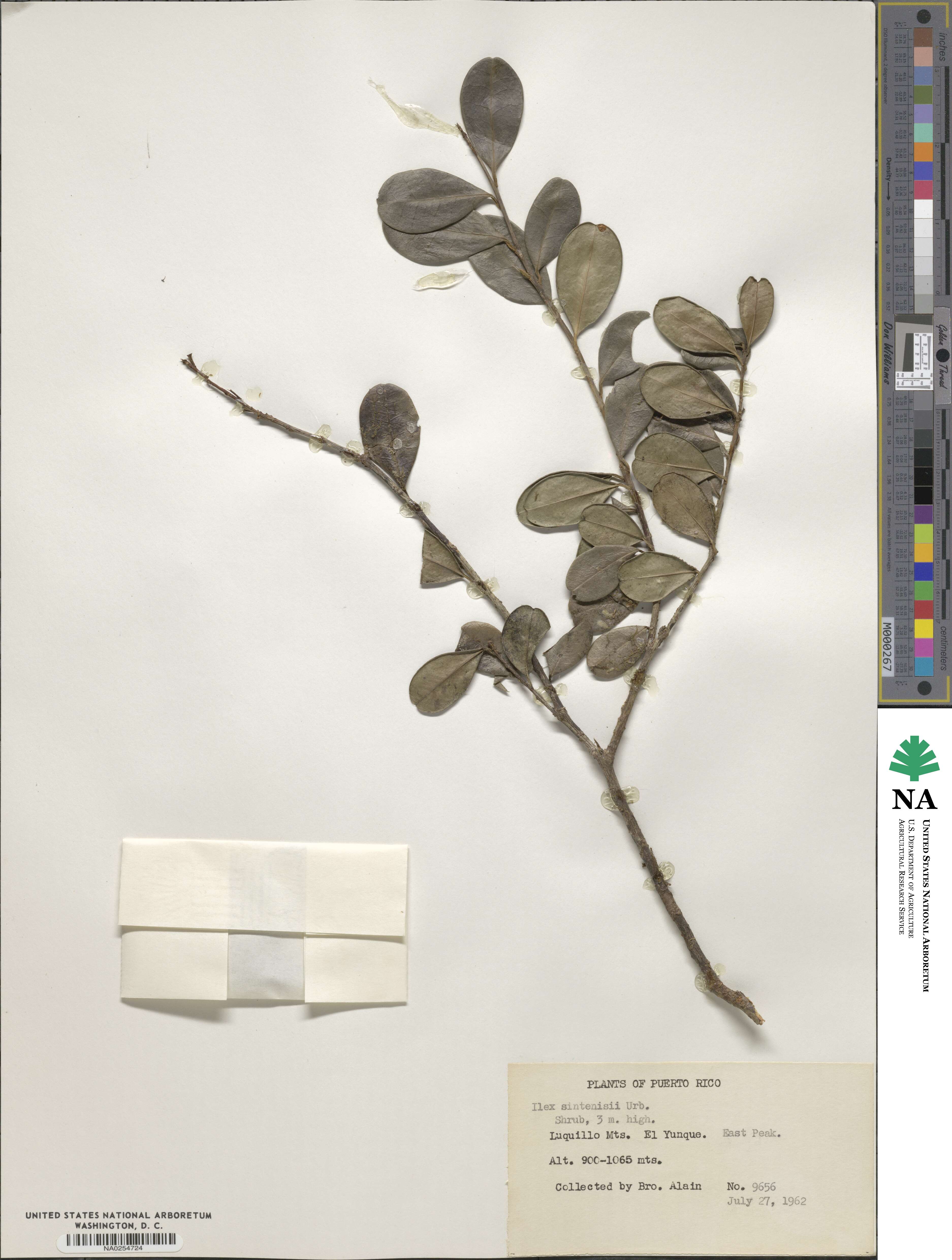 Ilex obcordata image