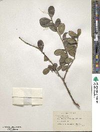 Ilex obcordata image