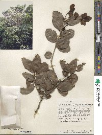 Ilex sideroxyloides image