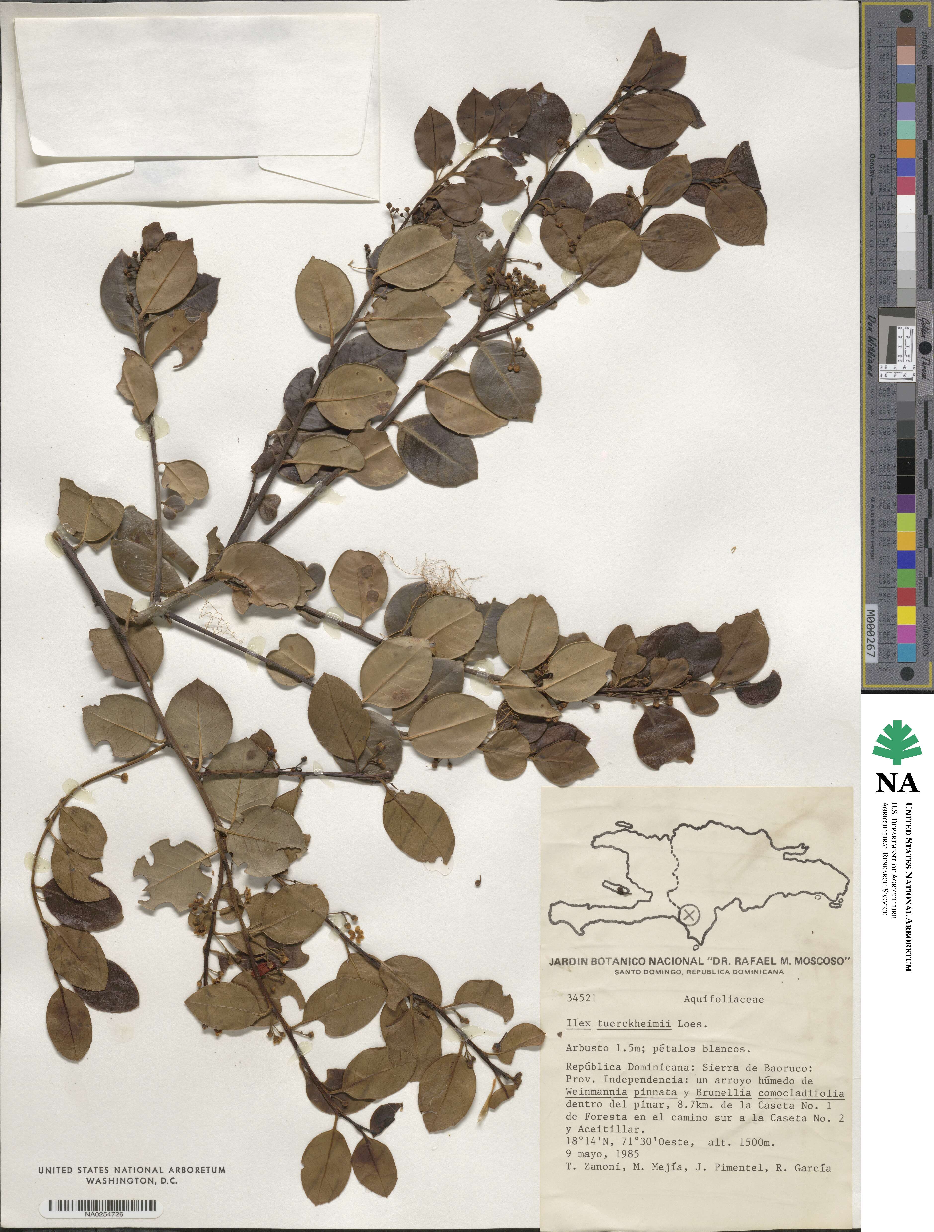 Ilex macfadyenii subsp. macfadyenii image