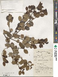 Ilex macfadyenii image