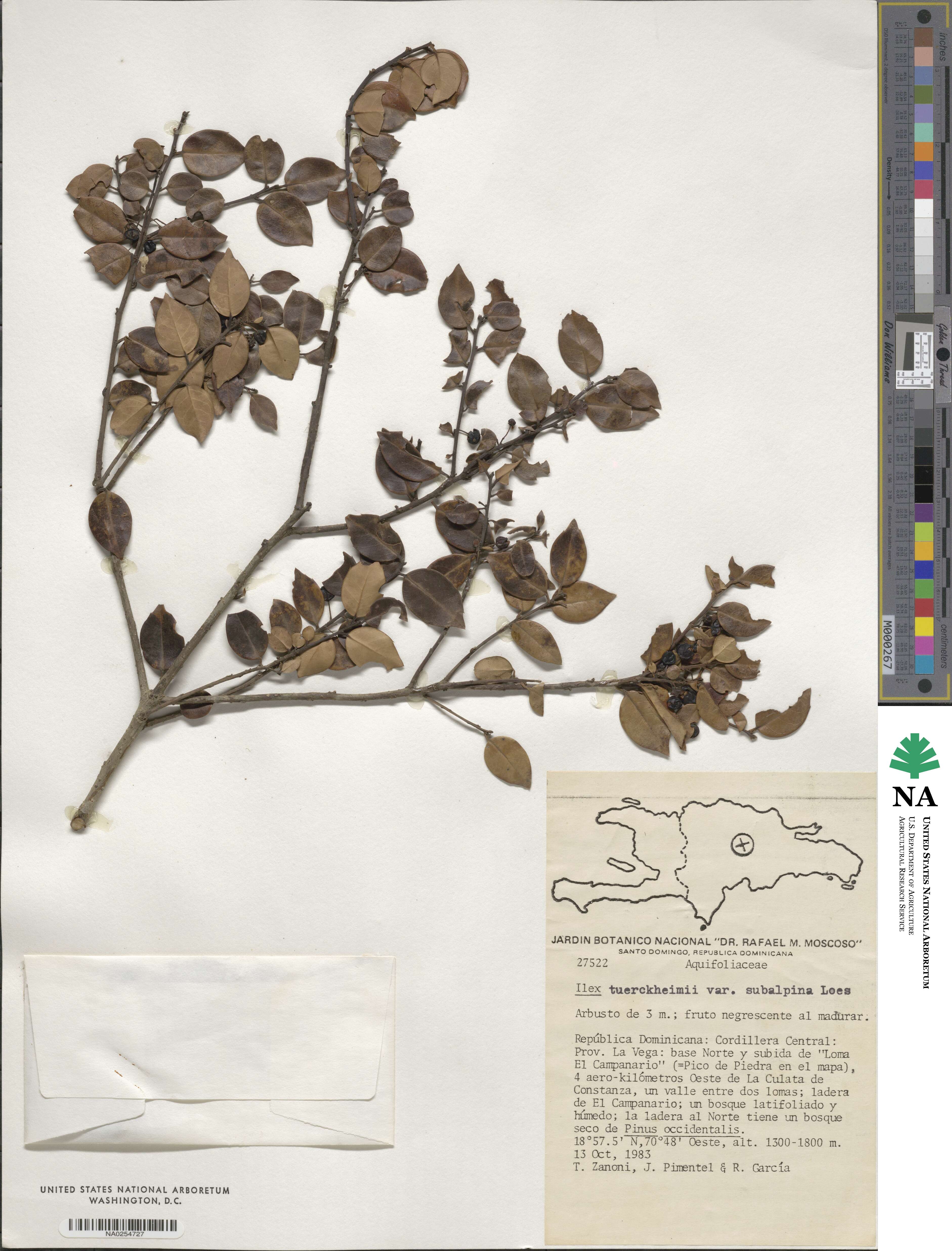 Ilex macfadyenii subsp. macfadyenii image