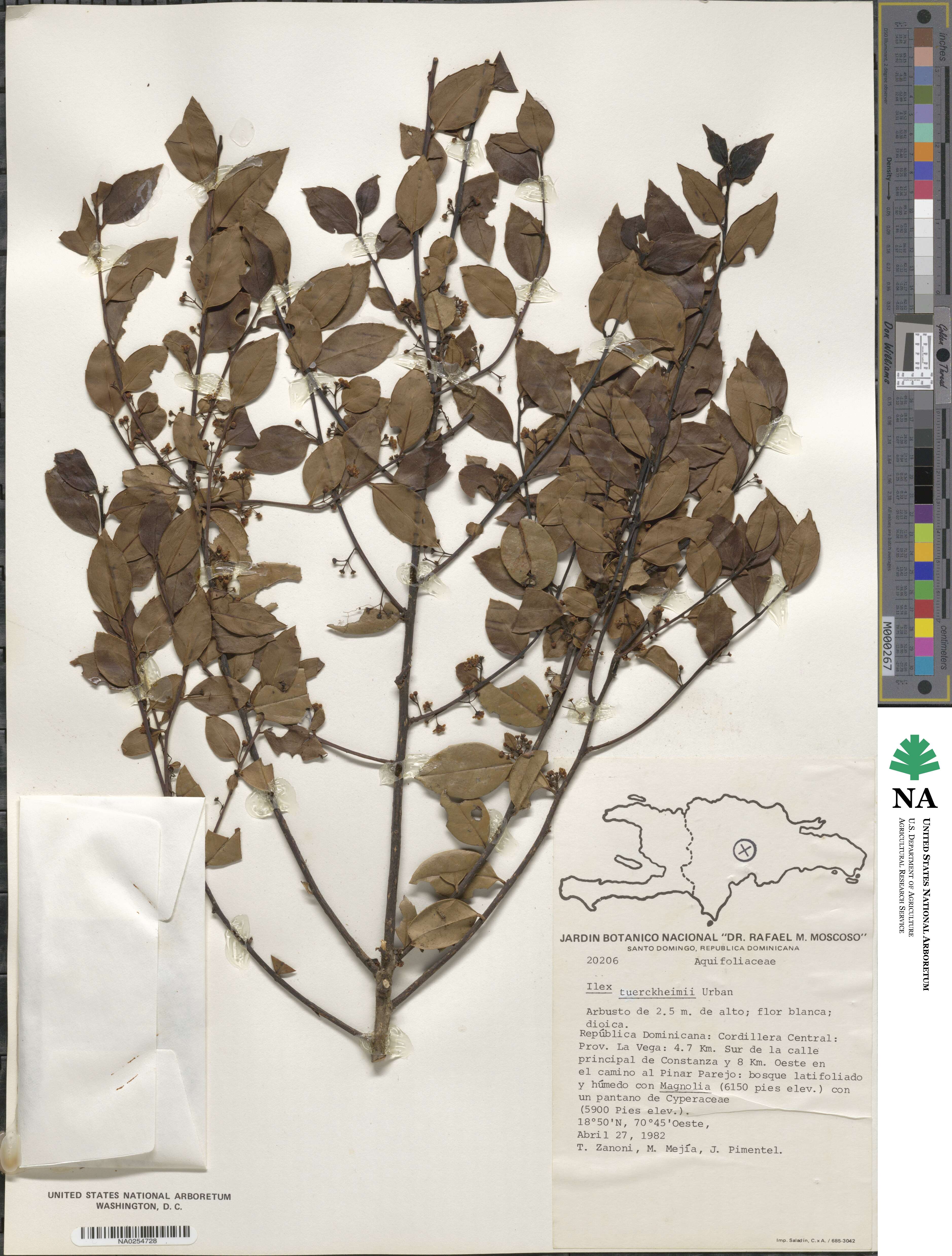 Ilex macfadyenii subsp. macfadyenii image