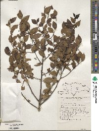 Ilex macfadyenii image