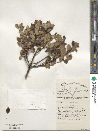 Ilex macfadyenii subsp. macfadyenii image