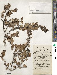 Ilex macfadyenii image