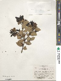 Ilex macfadyenii image