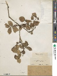 Ilex macfadyenii subsp. macfadyenii image