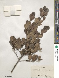 Ilex riedlaei image