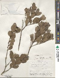 Ilex riedlaei image