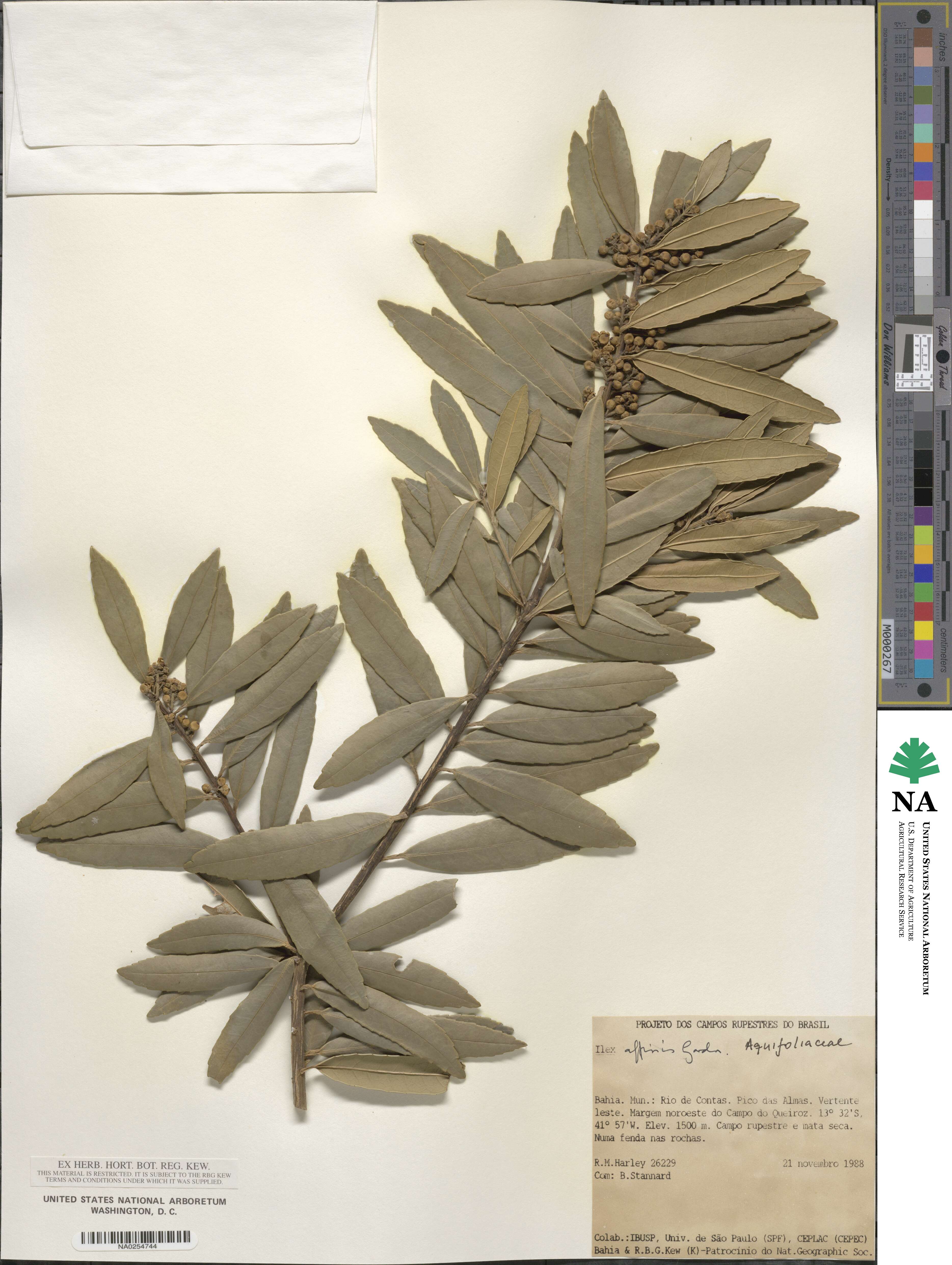 Ilex affinis image