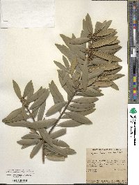 Ilex affinis image