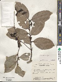 Ilex affinis image