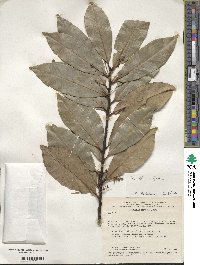 Ilex affinis image