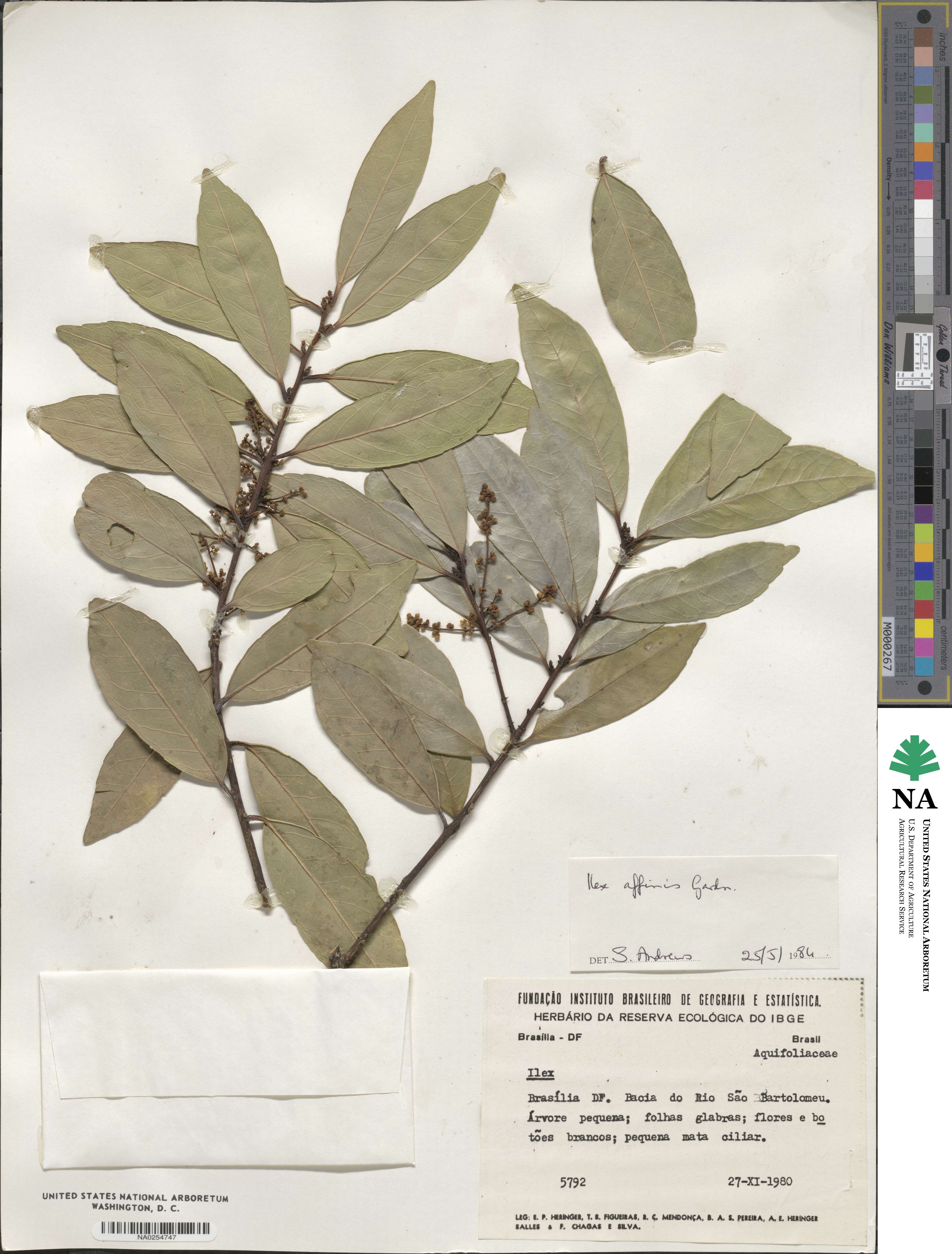 Ilex affinis image