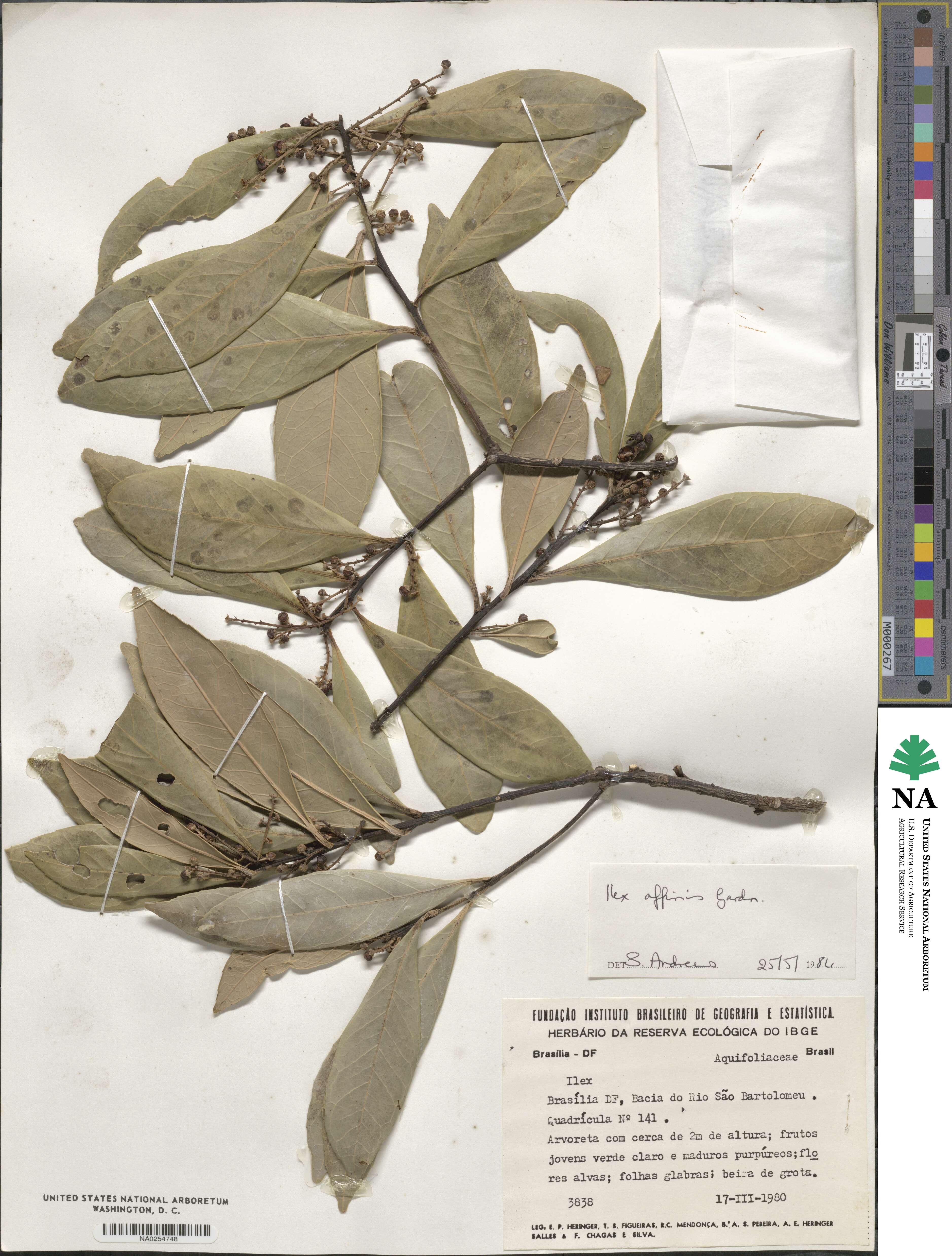 Ilex affinis image